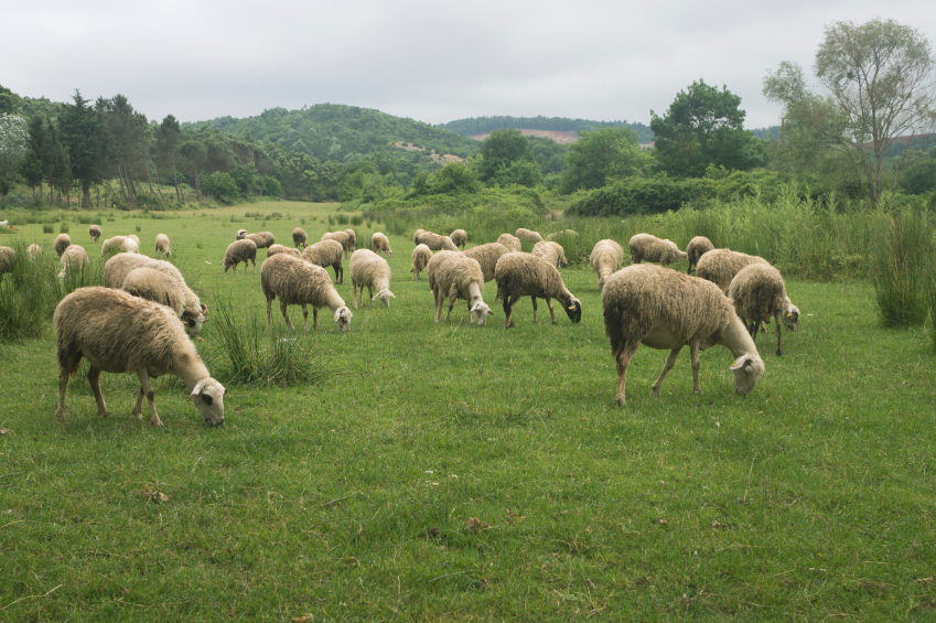 iStock_000066745937_Small