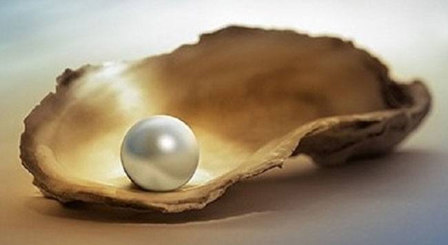 pearl-oyster
