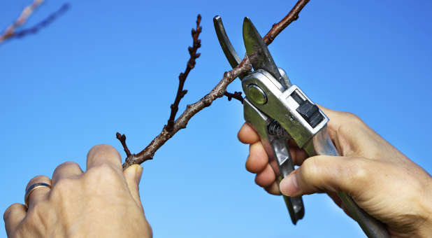 pruning-fruit-tree